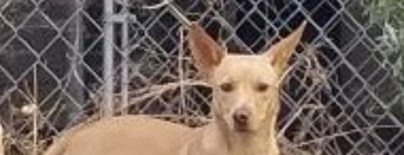 Patriots for Pets Rescue and Shelter Inc.