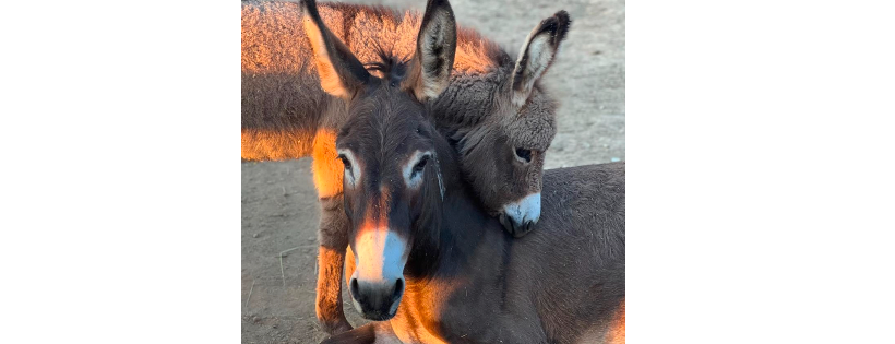 Bluegrass Burro Rescue
