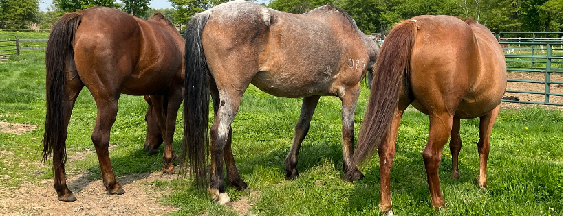 Pony Tales Refuge & Rehab, Inc.