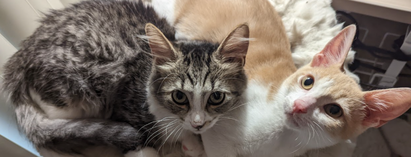 Tiny Paws and Whiskers