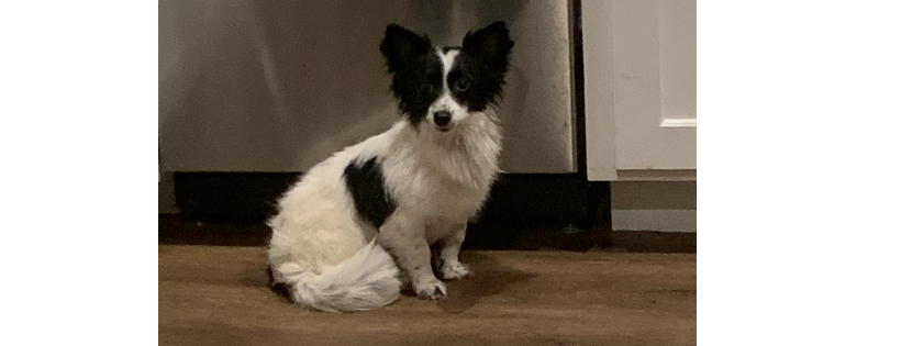 Our Best Friends Rescue