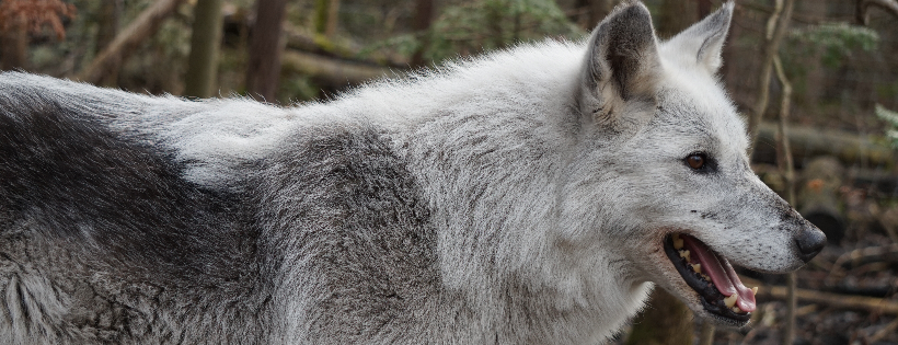 Bear Creek Exotic Wildlife Sanctuary Inc.
