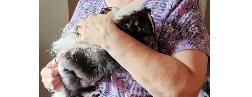 Florida Skunk Rescue