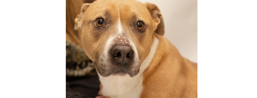 Jasper County Humane Society, Inc