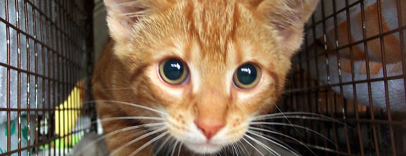 Action for Animals in Distress Society