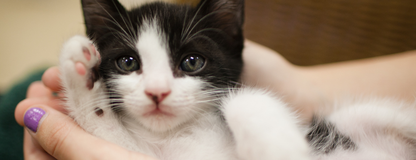For the Love of Cats, Inc.