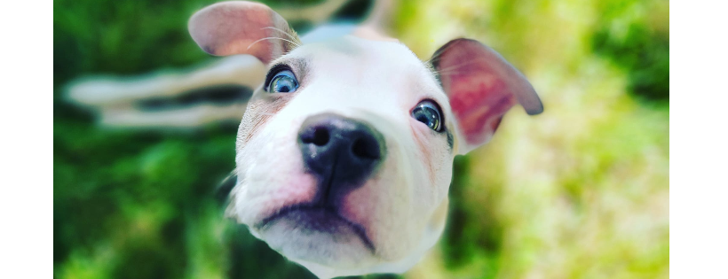 Rescued Pets Are Wonderful