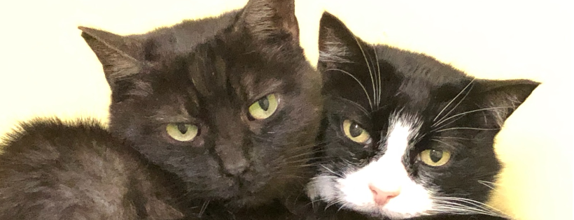 Center Valley Animal Rescue