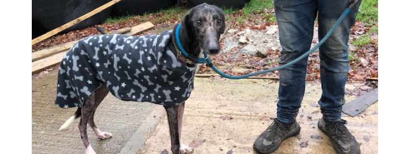 RSPCA Worcester and Mid-Worcestershire