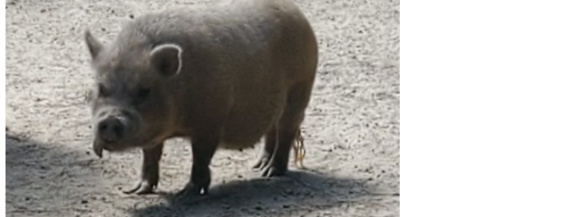 Happy and Sunshines Pig Rescue and Sanctuary