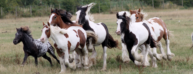 Essex Horse and Pony Protection Society