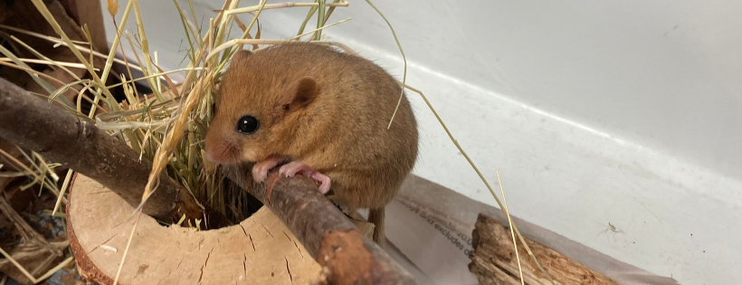 Folly Wildlife Rescue