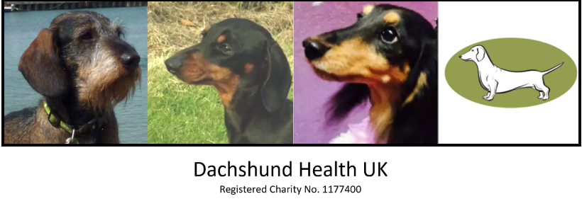 Dachshund Health UK
