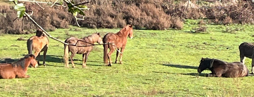 National Treasure Mustang Rescue and Sanctuary