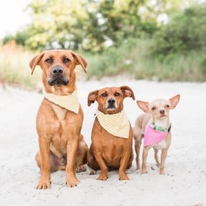 Harvey's Hope Animal Rescue Logo