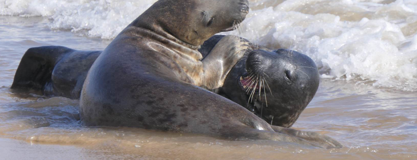 Friends of Horsey Seals