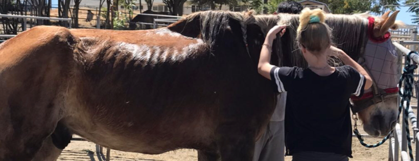 Ruby’s Purpose Animal Rescue & Sanctuary Inc