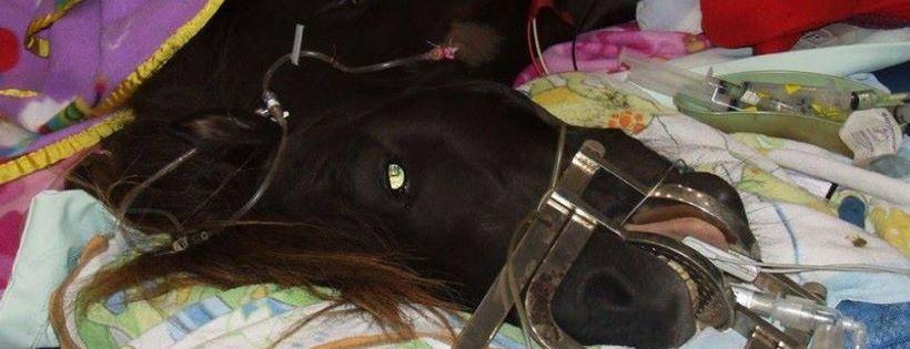 Our Animal Rescue Place Inc