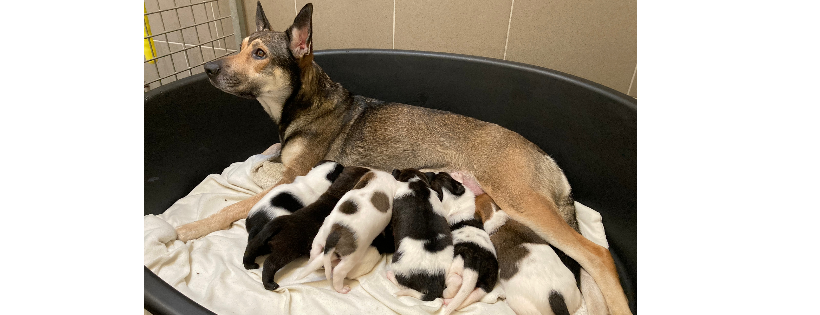 RSPCA Norfolk West