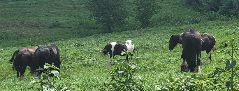Epona Horse Rescue Inc