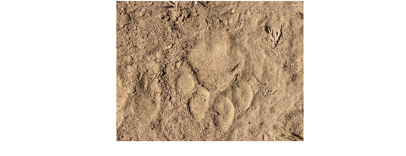 Tanzania Lion Illumination Project