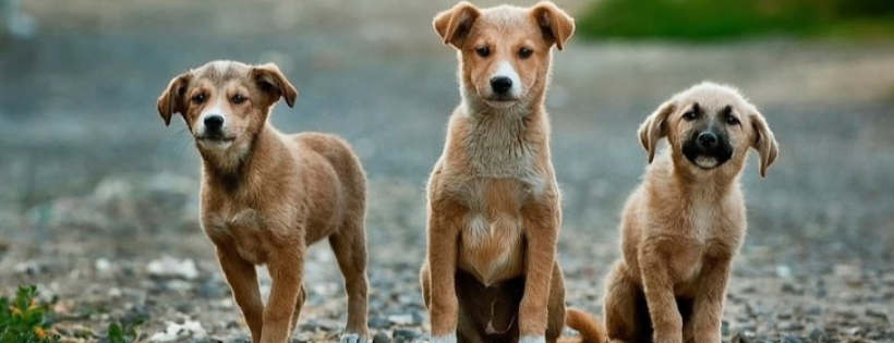 Red Dog Rescue