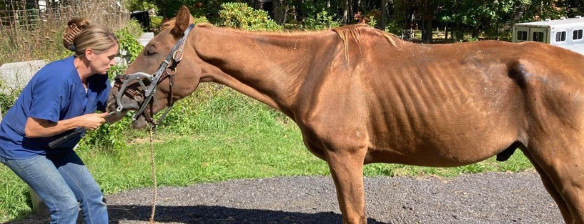 Heart and hooves rescue and Sanctuary