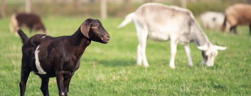 Black Goat Farm Sanctuary