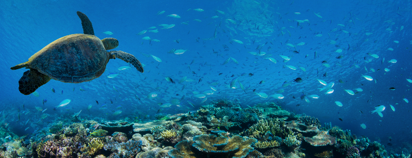 Great Barrier Reef Foundation