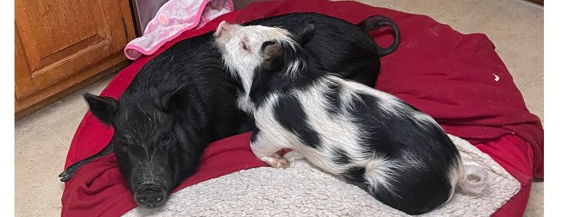 Amy’s Acres Rescue
