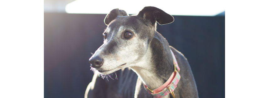 Greyhounds as Pets