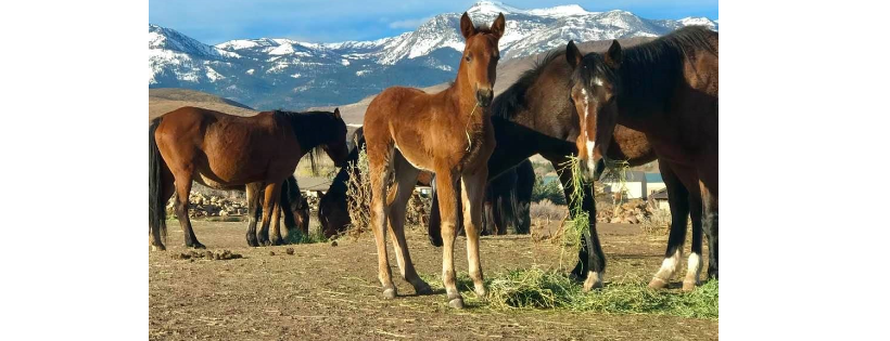 Wild Horse Connection