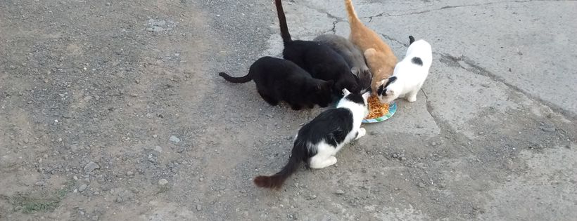 Society for the Friends of Ferals