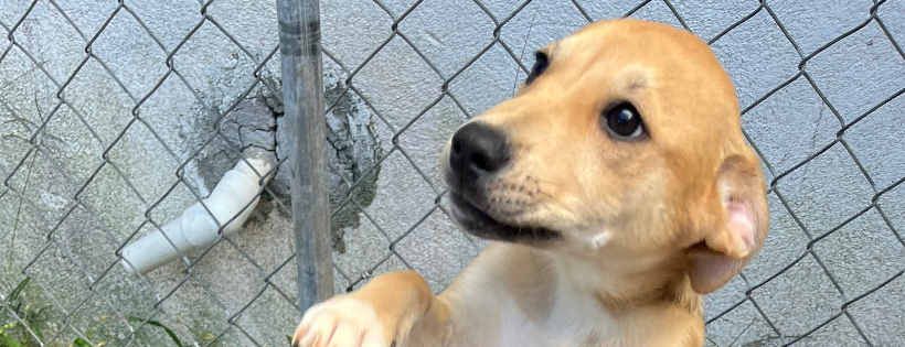 Humane Society of Port Jervis/Deerpark