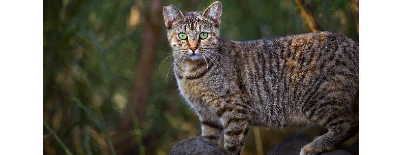 Aloha Animal Oasis, corp