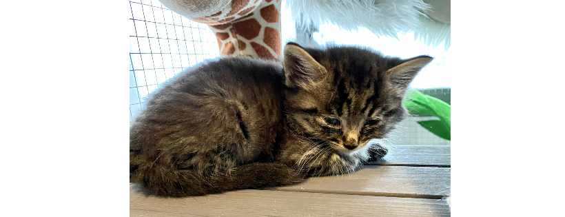 Illawarra Cat Rescue Support