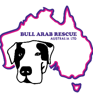 Bull Arab Rescue Australia