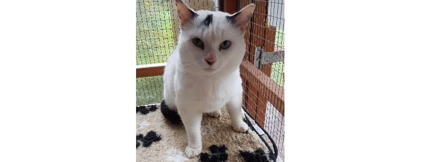 Sleapy Cat Rescue