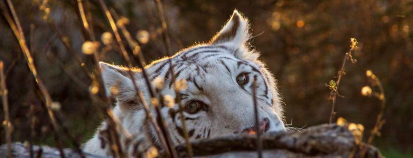 Wildcat Sanctuary