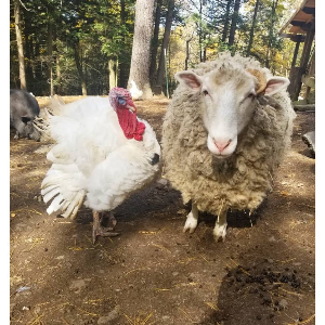 And-Hof Animals, Sanctuary for Farm Animals Logo