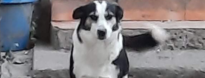 Stefs animal rescue and rehome Durham