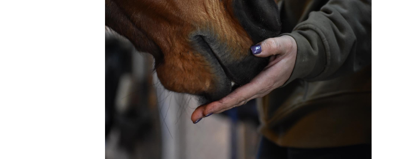 Horses for a Change