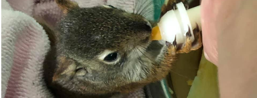 The Rock Wildlife Rescue Inc.