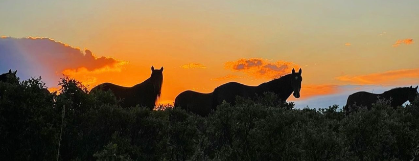 Spirit Horse Centre