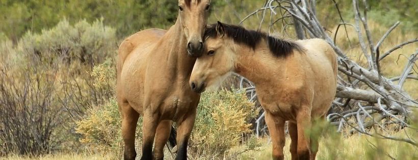 National Mustang Association, Inc., Colorado