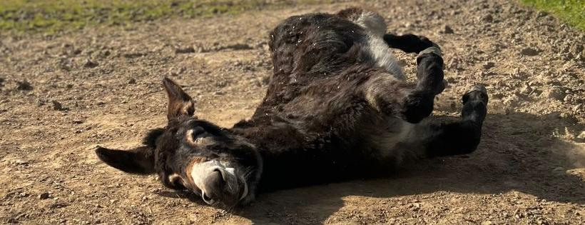 Foal Farm Animal Rescue