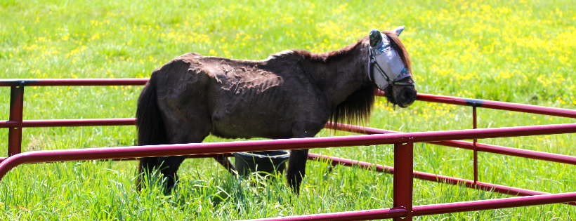Central Virginia Horse Rescue