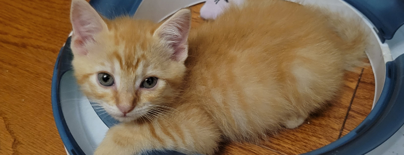 Noahs Paws Animal Rescue