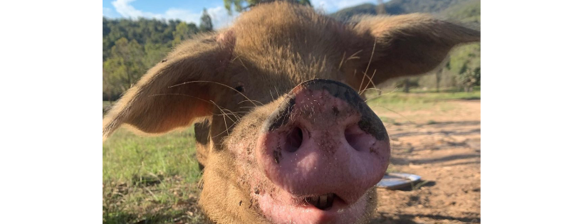 Contented Pig Inn Rescue Sanctuary