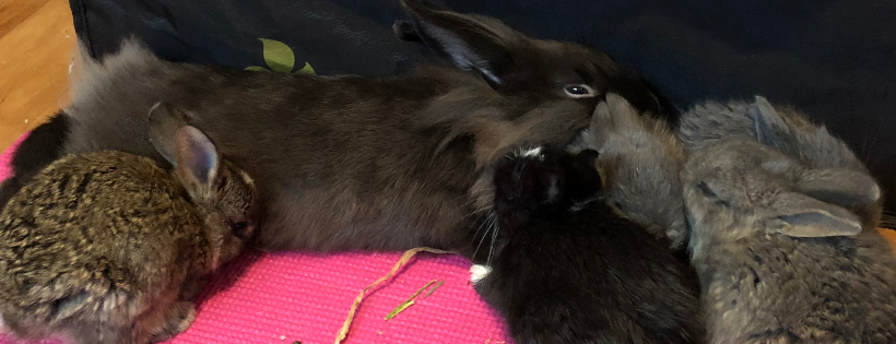 Audrey’s Bunny Rescue